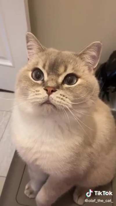 Cat owners know