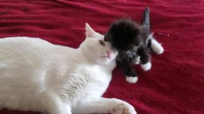 Foster mom will lick you, but you have to put yourself in front of her 👅