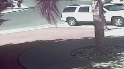 Hero cat saves toddler from dog