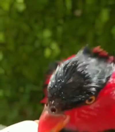 This parrot&rsquo;s tongue...