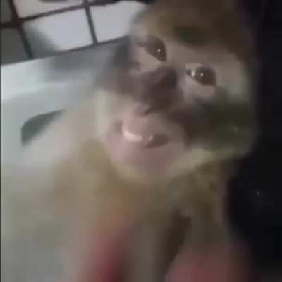 Monkey
