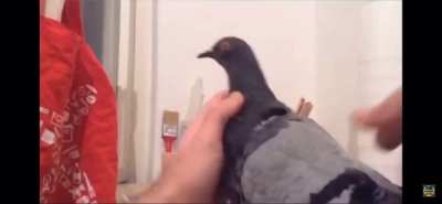 Pigeon!