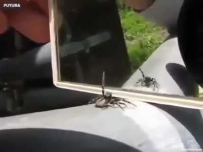 🔥 Spider doing the crab rave