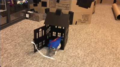 My talented pet rat Espresso being an undercover superhero!