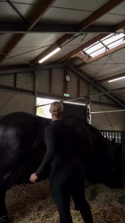 The Equestrian