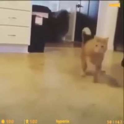 the cat