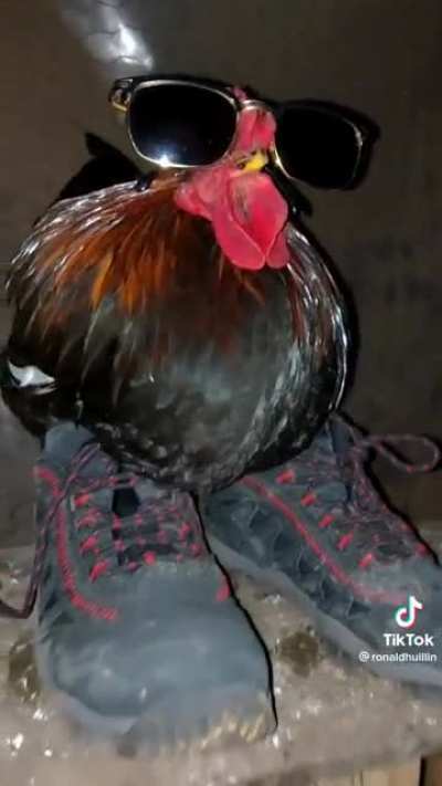 🕶🐔