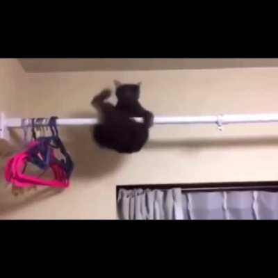 Half-life: Cat edition
