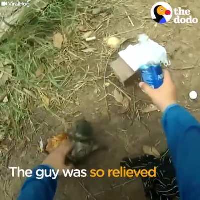 Man Gives Drowning Puppy CPR