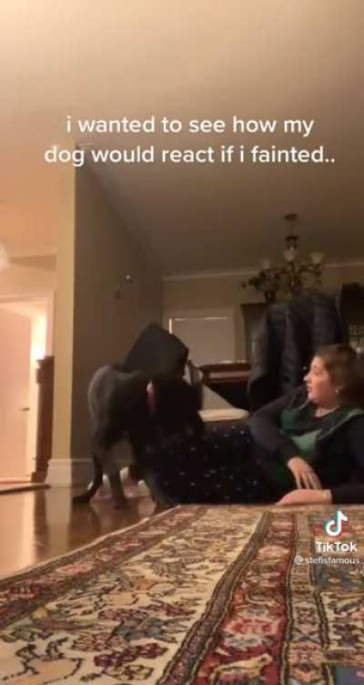 what the dog doing