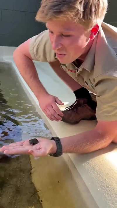 Steve Irwin&rsquo;s son, Robert Irwin, becomes the first person to breed and hatch a turtle species his Dad discovered. Takes it out for its first swim.