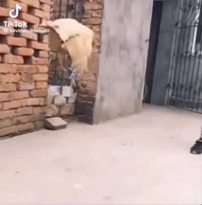 por eso las gallinas no vuelan, banda