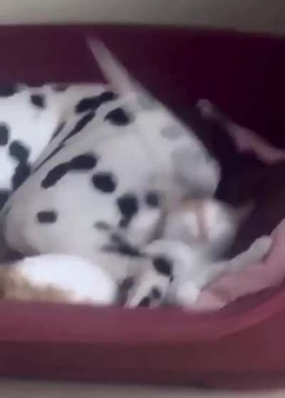 When your best friend is a dog..