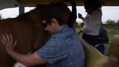 Lion demands pets and hugs from humans visiting him while other lions look on unamused