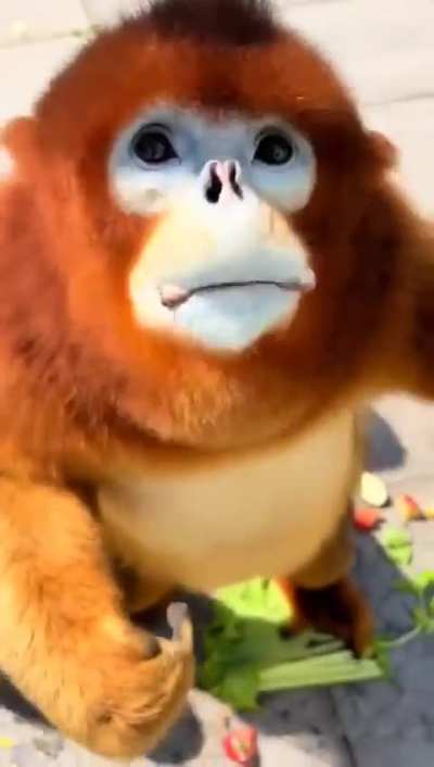 The cutest monkey I&rsquo;ve ever seen!