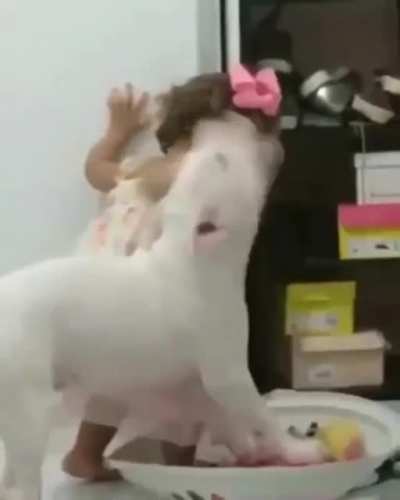 dog
