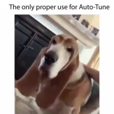 Good boy