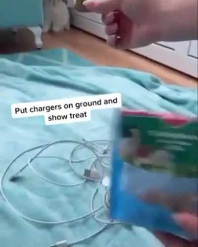 I didn't know rabbits were this smart