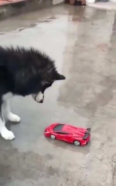 Doggo must go!