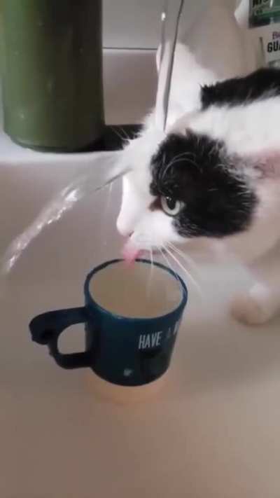 to drink from the tap