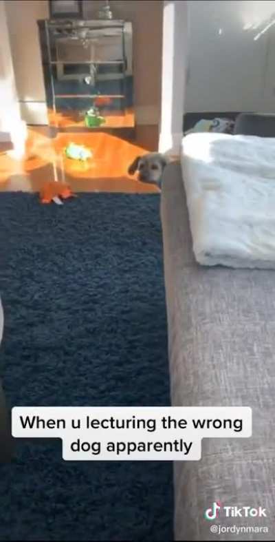 The start of the Canine Riots