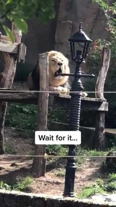 Котик [Звук]