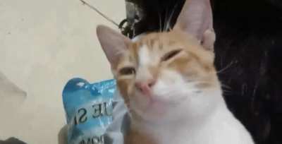 😼
