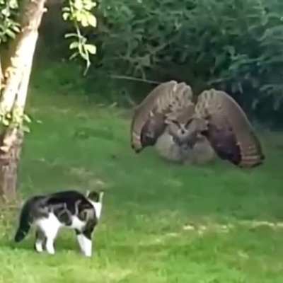 Real life Pokemon battle