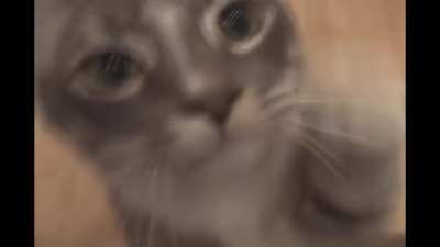 cute cats