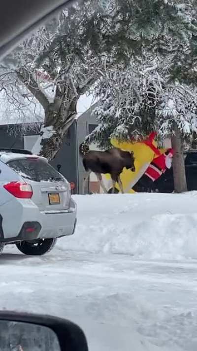 Can a moose be an idiot?