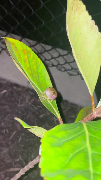 A gentlemen perched on this leaf 