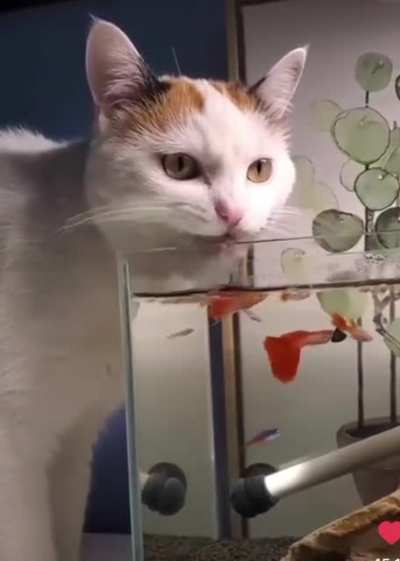Water tastes better when it&rsquo;s not from your bowl!