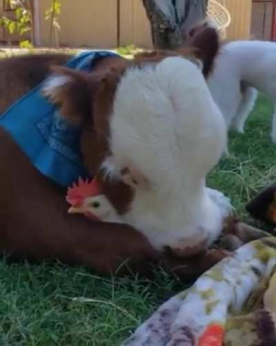 hat&rsquo;s his chicken 🐔❤️