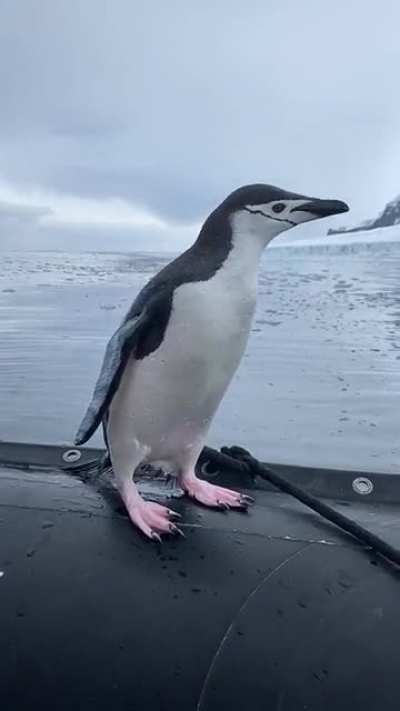 Penguin wants to hang out