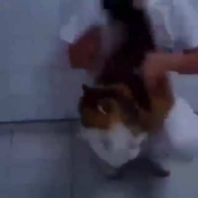 What cat