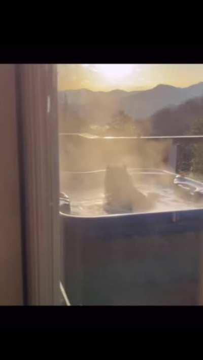 Man finds a bear relaxing in his jacuzzi