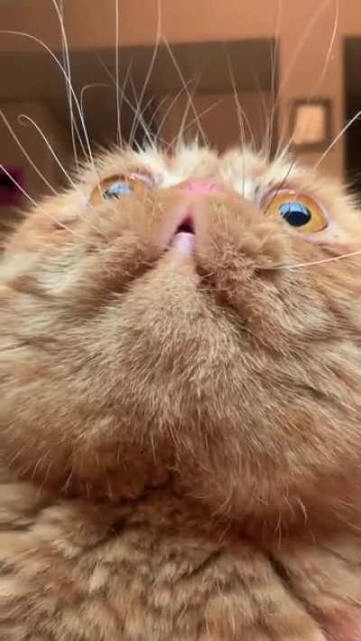 When You're Late For Your "Zoom" Meeting. :3