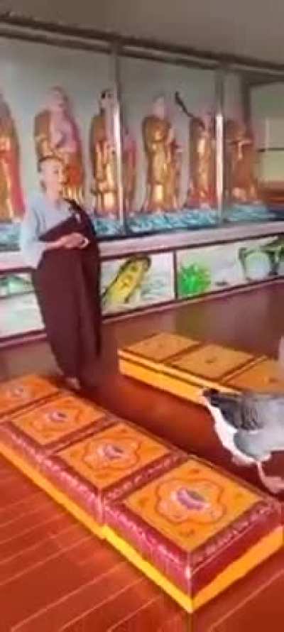Geese joins in Namo Amitabha recitation session