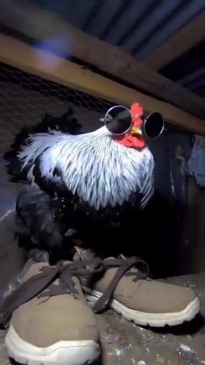 swag chicken attacks you what do you do?