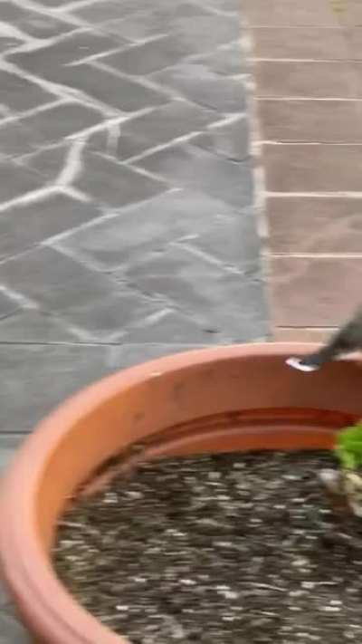 Boris has a new bird