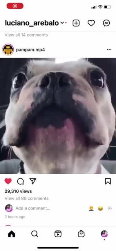Boston terrier