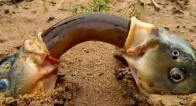 Cursed_fish