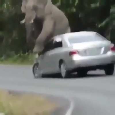 What will you do when you&rsquo;re itchy and you&rsquo;re an elephant? 😂