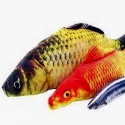 F pai peixe