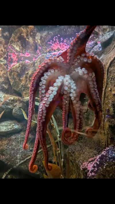 Why Octopuses are the smartest "aliens" on Earth 🐙 | Shark Reef Aquarium