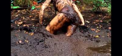 Mud Bunny Ass