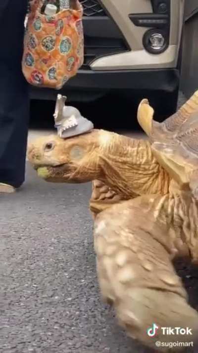 Bon-Chan 🐢