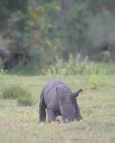 Enraged charging rhino on a furious destructive rampage! Get the f&yen;@# out of the way people!!