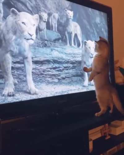 The cat is proud of it&rsquo;s ancestors