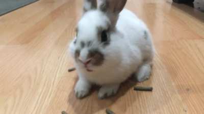 Cookie Finally Eating Pellets!